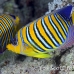 angelfish_regal_sjc_si_h_0287_egy1932.jpg